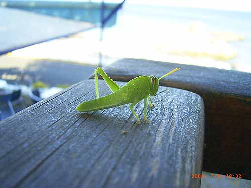 Gast mit Sturmschaden